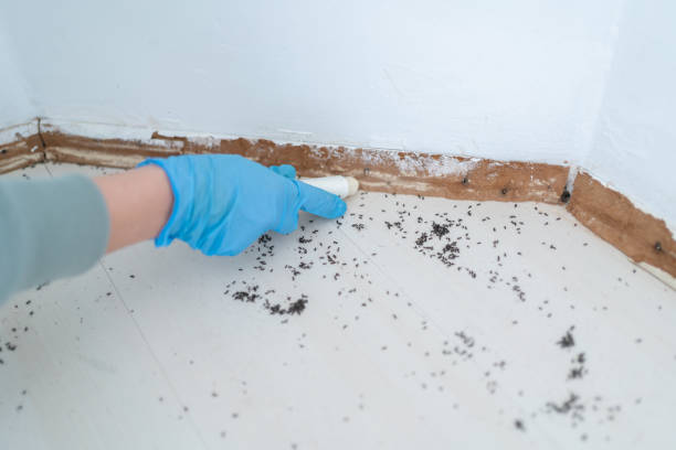 Best Pest Control Near Me  in Caldwell, TX